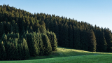 Shell invests in nature as part of broad drive to tackle CO2 emissions