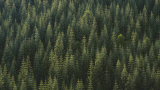 OMV Petrom contributes to forestation initiative in Romania