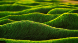 TotalEnergies, Veolia to research microalgae cultivation for producing biofuels