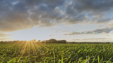 USA: Chevron, Bunge to create renewable fuel feedstocks 