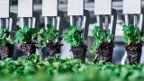 7-Eleven focuses on sustainable offerings in fresh produce