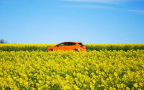 Boost for HVO-based diesel as Peugeot and Citroën announce acceptance