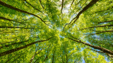 USA: bp acquires forest carbon offset developer Finite Carbon